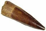 Fossil Spinosaurus Tooth - Real Dinosaur Tooth #305611-1